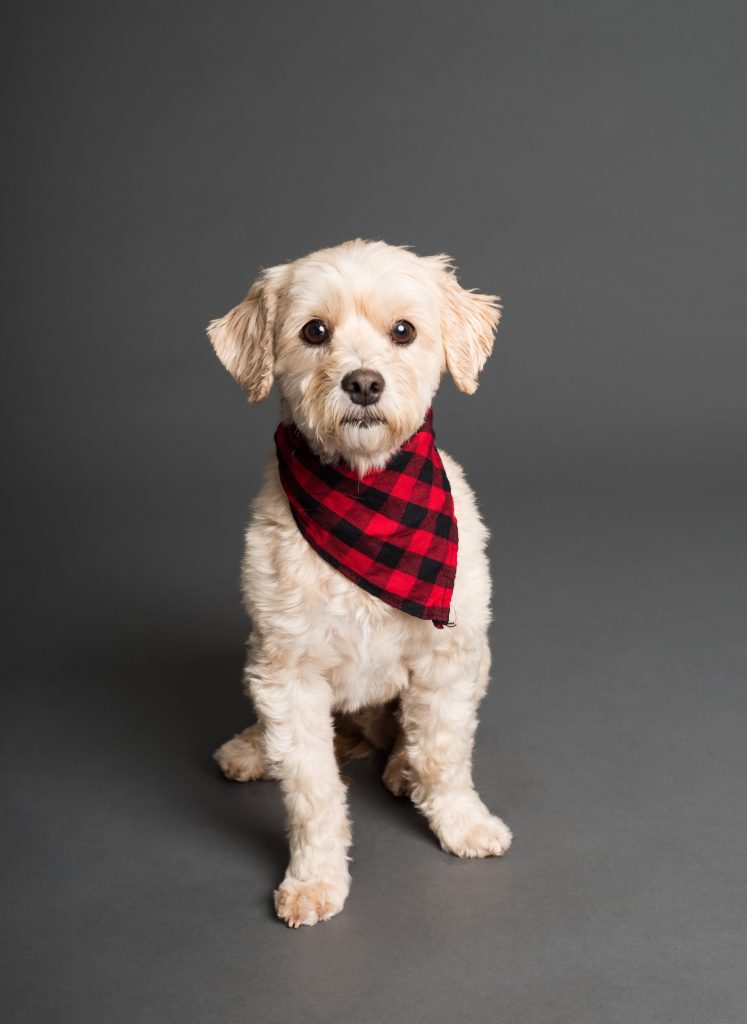 What are probiotics, prebiotics and postbiotics are important for your dog