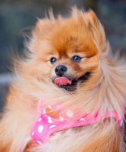 Dog Digestive Health: Signs, Causes & Gut Health Tips