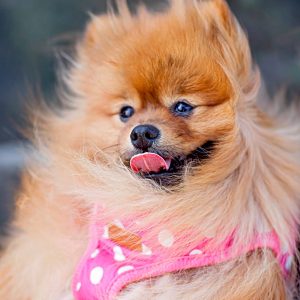 Dog Digestive Health: Signs, Causes & Gut Health Tips