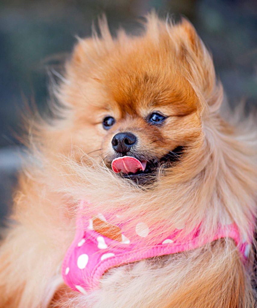 Dog Digestive Health: Signs, Causes & Gut Health Tips