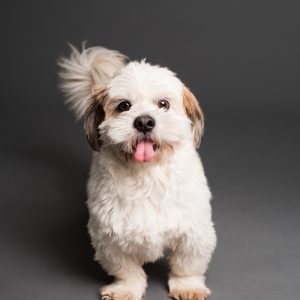 dog heatwave safety