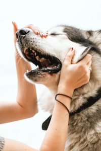 Healthy human foods that are safe to share with dogs