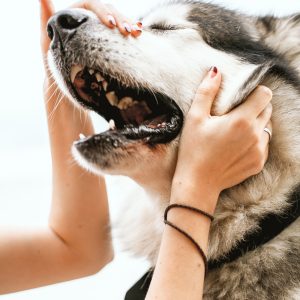 Healthy human foods that are safe to share with dogs