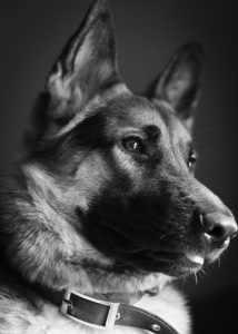 Complete vs Complementary Pet Food Explained