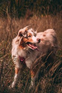 Dog enjoying a daily walk with its owner